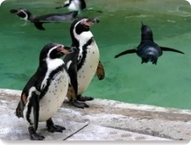 Exotic Animal Appraiser