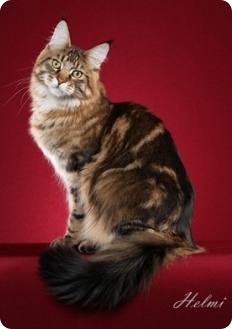 Animal Appraiser