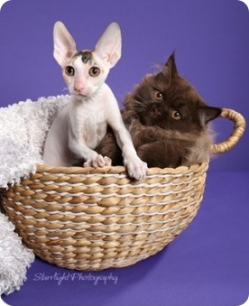 Animal Appraiser