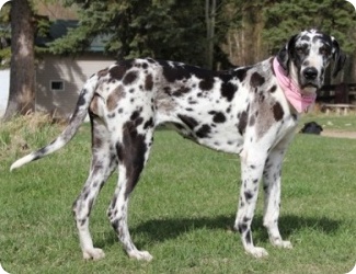 Animal Appraiser