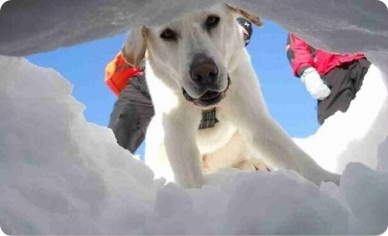 Animal Appraiser